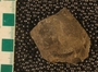 P11391_fossil