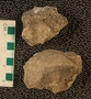 P11393_fossil_2