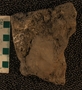 P23429_fossil