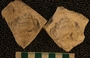 PE4346 fossil