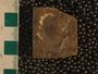 PE14073_fossil