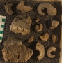 PE61359_fossil