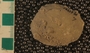 PE61381_fossil