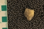 PE61385_fossil
