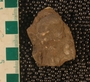 PE61535_fossil