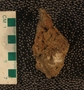PE61516 fossil