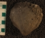 PE61518_fossil