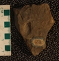 PE61520_fossil