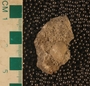 PE61526_fossil
