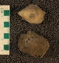 UC2809_fossil