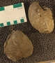 UC15027_fossil