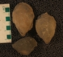 UC15035_fossil