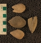 UC18093_fossil
