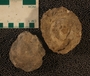 UC21881_fossil_2