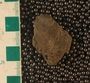 UC21910_fossil