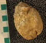 UC22102_fossil