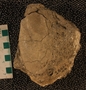UC28052_fossil