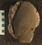 UC28395_fossil