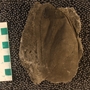 UC28395_fossil_2