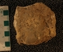 UC37318_fossil