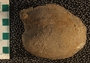 UC37411_fossil