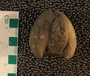 UC44351_fossil