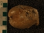 UC59884 fossil