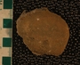UC59985 fossil