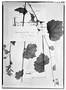 Field Museum photo negatives collection; Genève specimen of Begonia fusibulba C. DC., MEXICO, E. Langlassé 591, Holotype, G