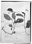 Field Museum photo negatives collection; Genève specimen of Begonia grewiaefolia (A. DC.) Warb., ECUADOR, W. Jameson 723, Type [status unknown], G