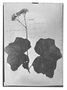 Field Museum photo negatives collection; Genève specimen of Begonia lobulata A. DC., MEXICO, J. J. Linden 40, Type [status unknown], G