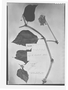 Field Museum photo negatives collection; Genève specimen of Begonia locellata A. DC., MEXICO, C. Jürgensen 958, Type [status unknown], G