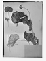 Field Museum photo negatives collection; Genève specimen of Begonia lanuginosa A. DC., COLOMBIA, J. J. Triana, Type [status unknown], G