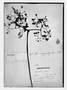 Field Museum photo negatives collection; Genève specimen of Begonia monticola C. DC., ECUADOR, L. A. Sodiro 584, Type [status unknown], G