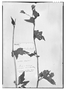 Field Museum photo negatives collection; Genève specimen of Begonia palmaris var. jurgensenii A. DC., MEXICO, C. Jürgensen 532, Type [status unknown], G