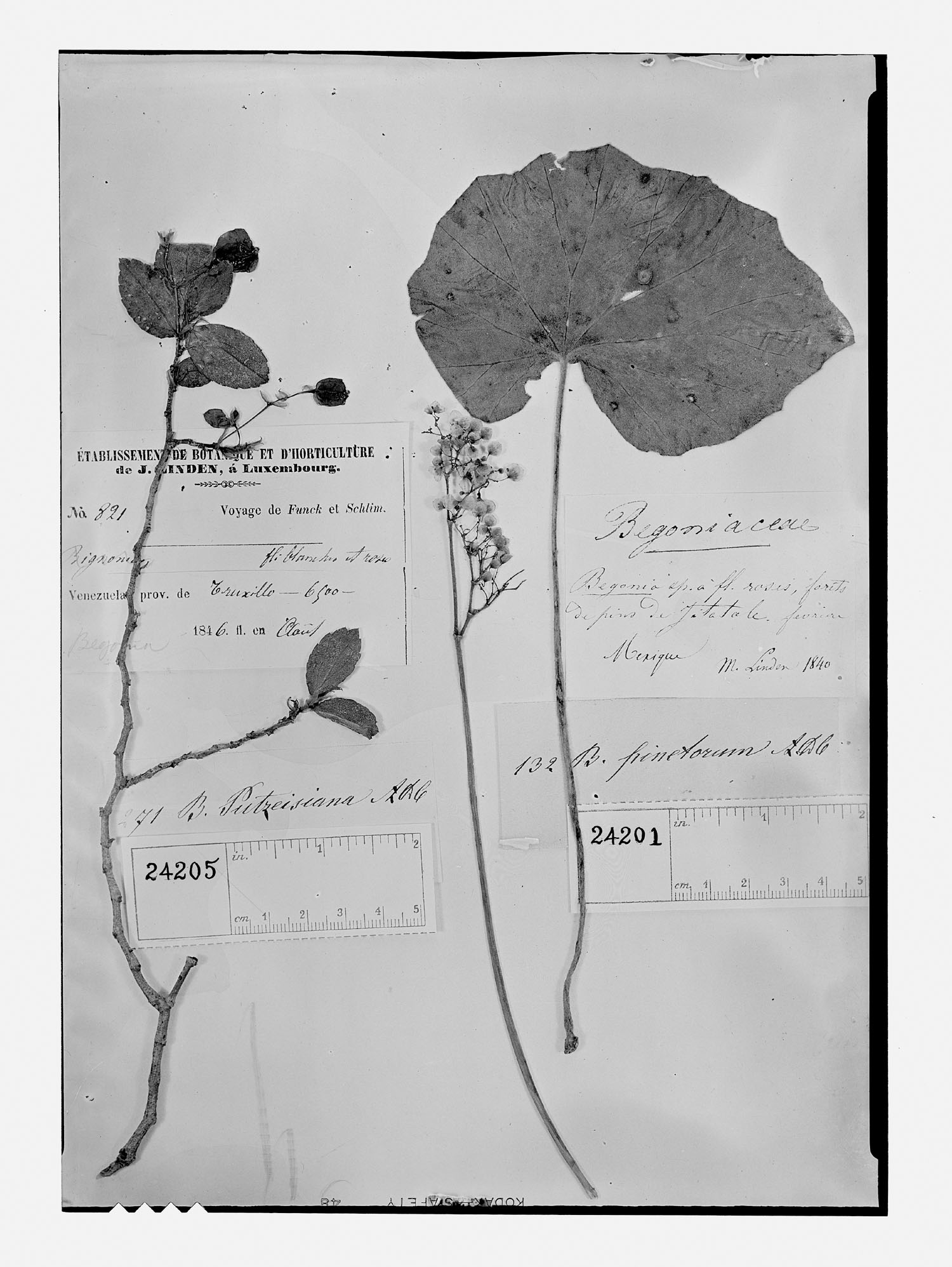 Begonia pinetorum image