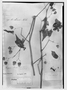 Field Museum photo negatives collection; Genève specimen of Begonia prieurei A. DC., FRENCH GUIANA, F. M. R. Leprieur, Type [status unknown], G