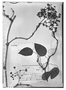 Field Museum photo negatives collection; Genève specimen of Begonia pululahuana C. DC., ECUADOR, L. A. Sodiro 539, Type [status unknown], G