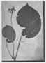 Field Museum photo negatives collection; Genève specimen of Begonia ramentacea Paxton, BRAZIL, G. Gardner 604, Type [status unknown], G