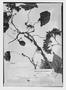 Field Museum photo negatives collection; Genève specimen of Begonia sodiroi C. DC., ECUADOR, L. A. Sodiro 588, Type [status unknown], G