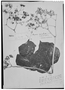 Field Museum photo negatives collection; Genève specimen of Begonia unialata C. DC., BRAZIL, J. E. Huber 205, Type [status unknown], G