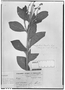 Field Museum photo negatives collection; Genève specimen of Monnina mollis Planch. & Linden, COLOMBIA, L. J. Schlim 819, Type [status unknown], G