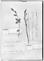 Field Museum photo negatives collection; Genève specimen of Polygala appressa Benth., GUYANA, Schomburgk 81, Isotype, G