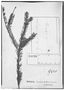 Field Museum photo negatives collection; Genève specimen of Polygala juniperoides Chodat, BRAZIL, G. Gardner 4420, Type [status unknown], G