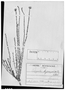 Field Museum photo negatives collection; Genève specimen of Polygala lycopodioides Chodat, BRAZIL, C. A. W. Schwacke 2558, Type [status unknown], G