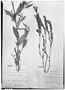 Field Museum photo negatives collection; Genève specimen of Polygala vautheri Chodat, BRAZIL, A.-C. Vauthier, Type [status unknown], G