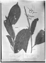 Field Museum photo negatives collection; Genève specimen of Hieronyma oblonga (Tul.) Müll. Arg., GUYANA, Schomburgk 805, Type [status unknown], G