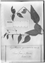 Field Museum photo negatives collection; Genève specimen of Argythamnia gymnadenia Müll. Arg., BRAZIL, L. Riedel 331, Type [status unknown], G