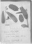 Field Museum photo negatives collection; Genève specimen of Caperonia langsdorffii Müll. Arg., BRAZIL, G. H. von Langsdorff 59, Type [status unknown], G