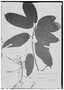 Field Museum photo negatives collection; Genève specimen of Alchornea schomburgkii Klotzsch, GUYANA, Schomburgk 591, Type [status unknown], G